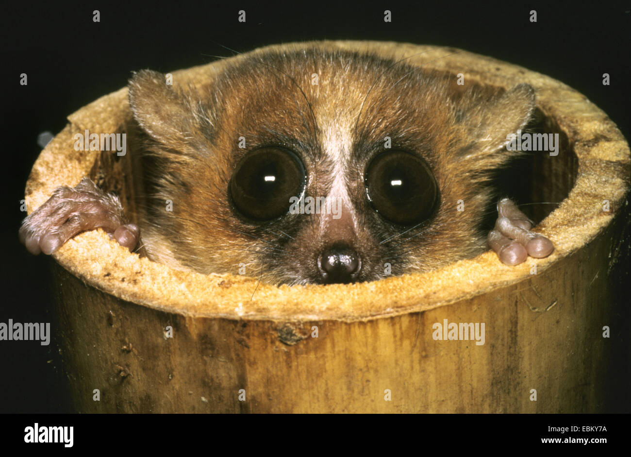 Red Mouse Lemur Brown Mouse Lemur Russet Mouse Lemur Microcebus Rufus Looking Out Of A Bamboo Cane Stock Photo Alamy