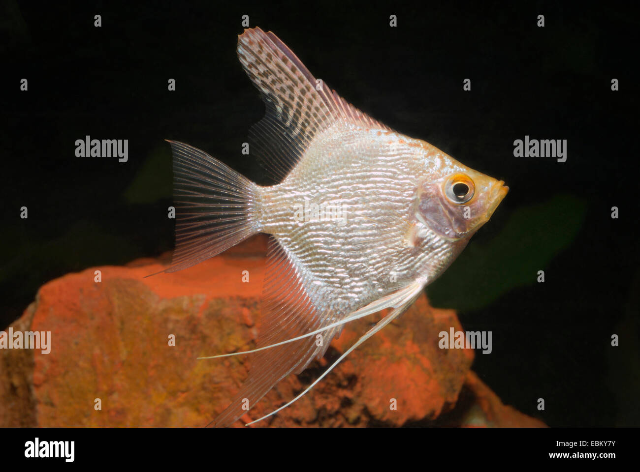 freshwater angelfish, longfin angel fish, black angelfish, scalare (Pterophyllum scalare), swimming Stock Photo