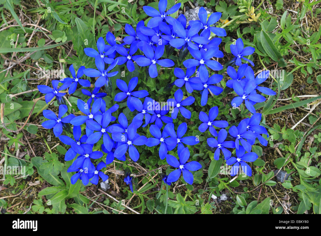 spring gentian (Gentiana verna), flowering, view from above, Austria, Hohe Tauern National Park Stock Photo