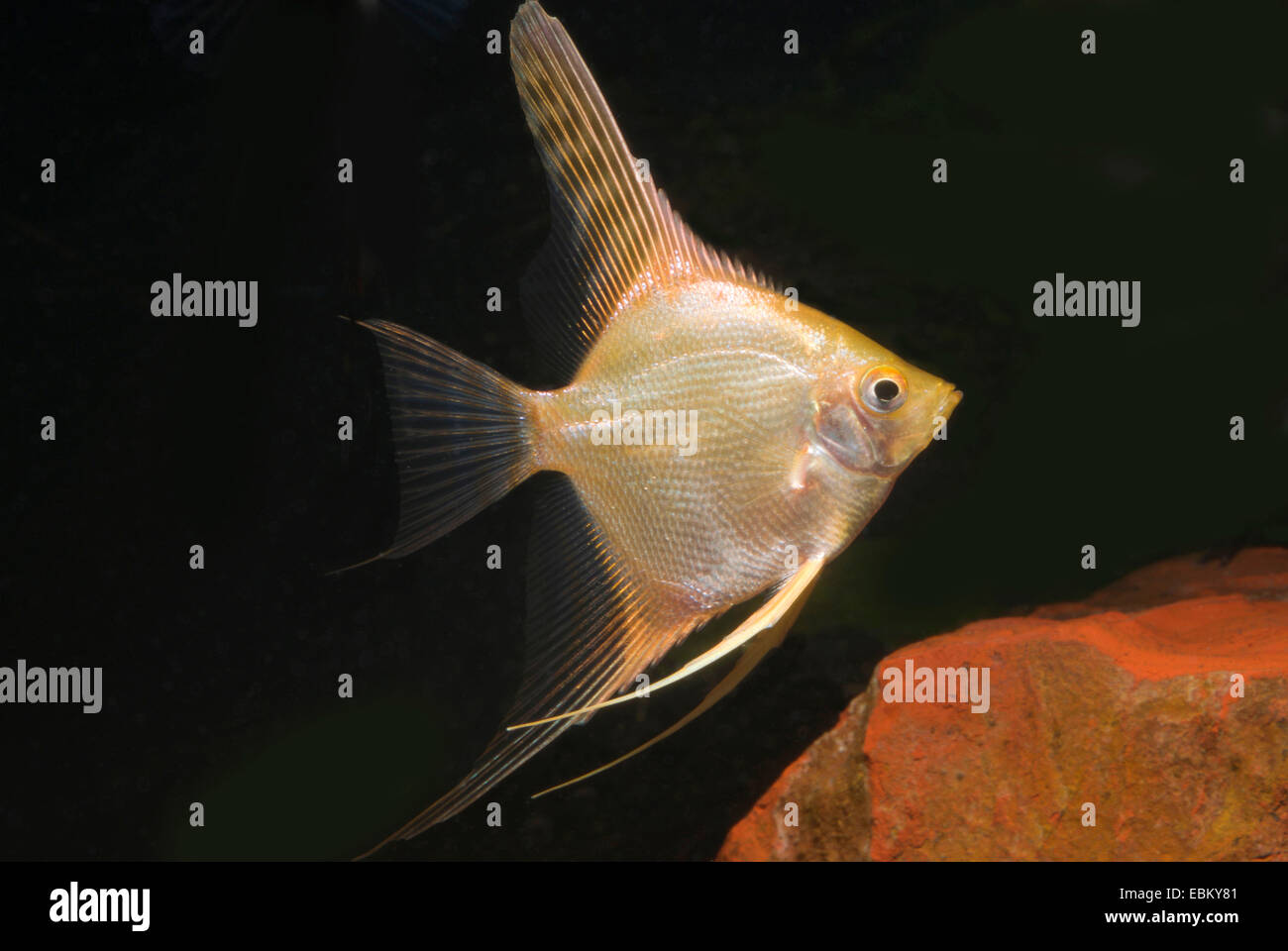freshwater angelfish, longfin angel fish, black angelfish, scalare (Pterophyllum scalare), breed gold Stock Photo