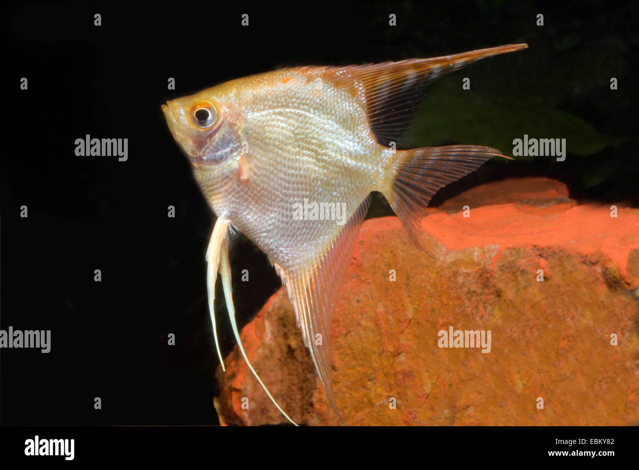 freshwater angelfish, longfin angel fish, black angelfish, scalare (Pterophyllum scalare), breed gold Stock Photo
