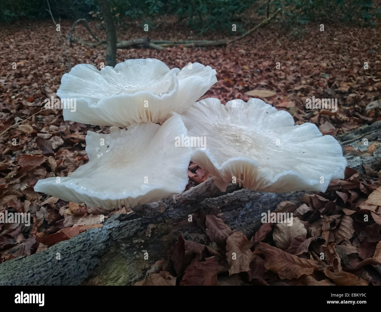 Giant flat white mushrooms growing from a tree trunk in the forest