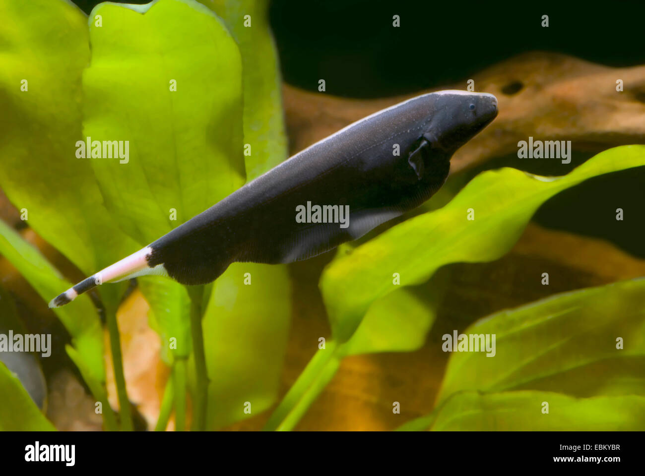 Black Ghost; Nagpie Knifefish (Apteronotus albifrons), swimming Stock Photo