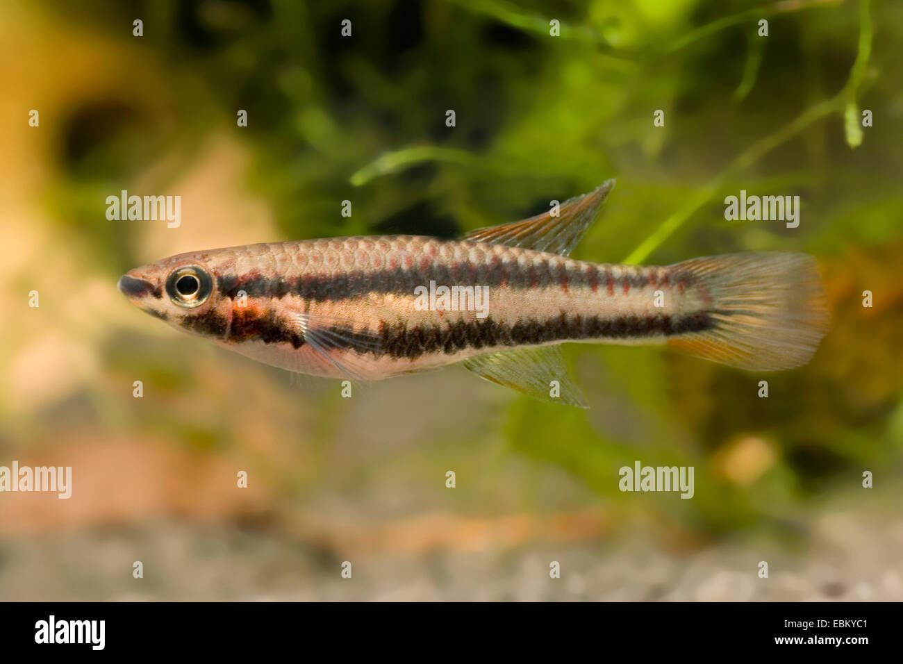 Two-banded Killi, Striped Killi (Aphyosemion bivittatum), swimming Stock Photo