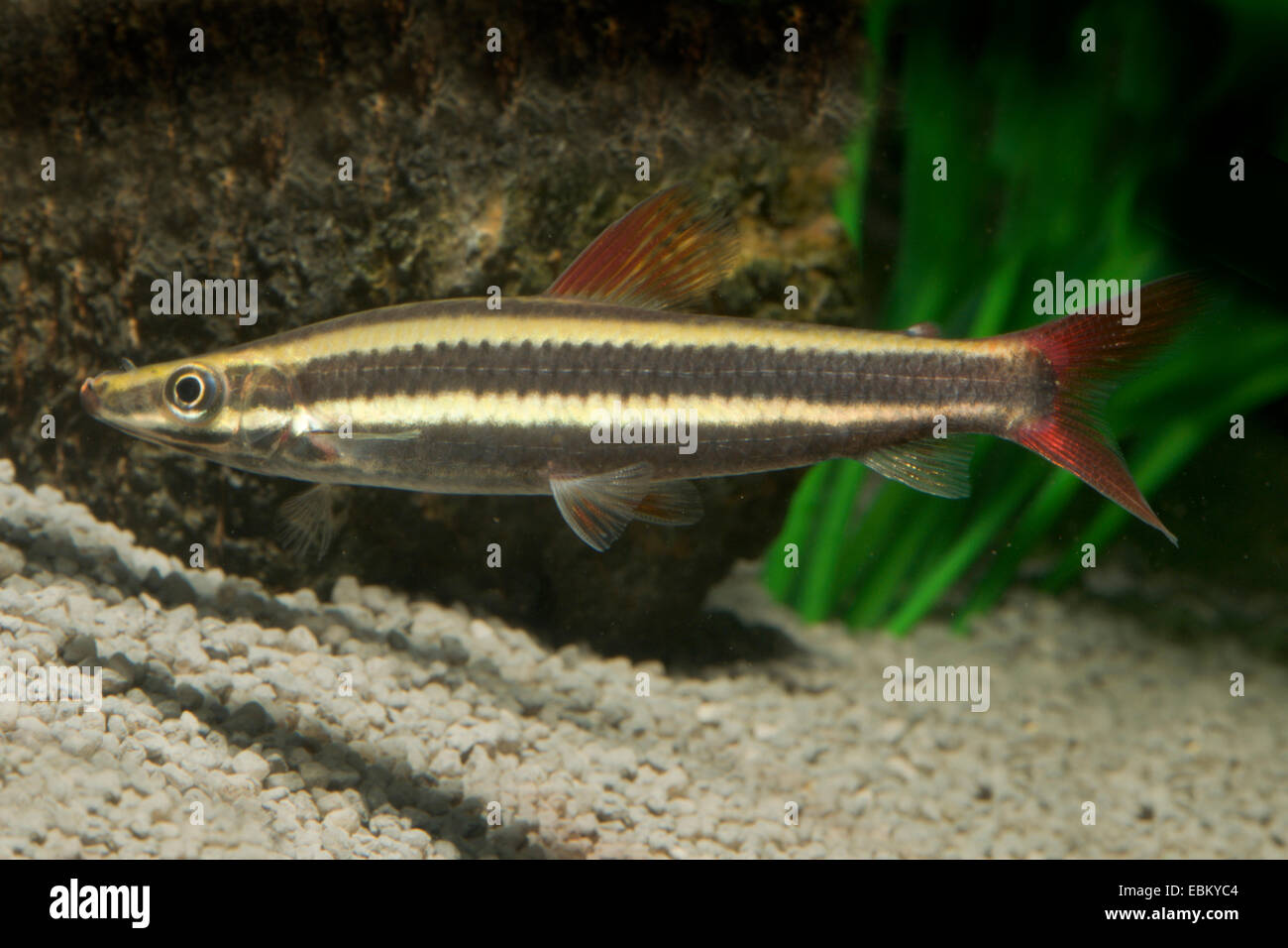 headstander, striped anostomus, striped headstander (Anostomus anostomus), swimming, KLU109 Stock Photo