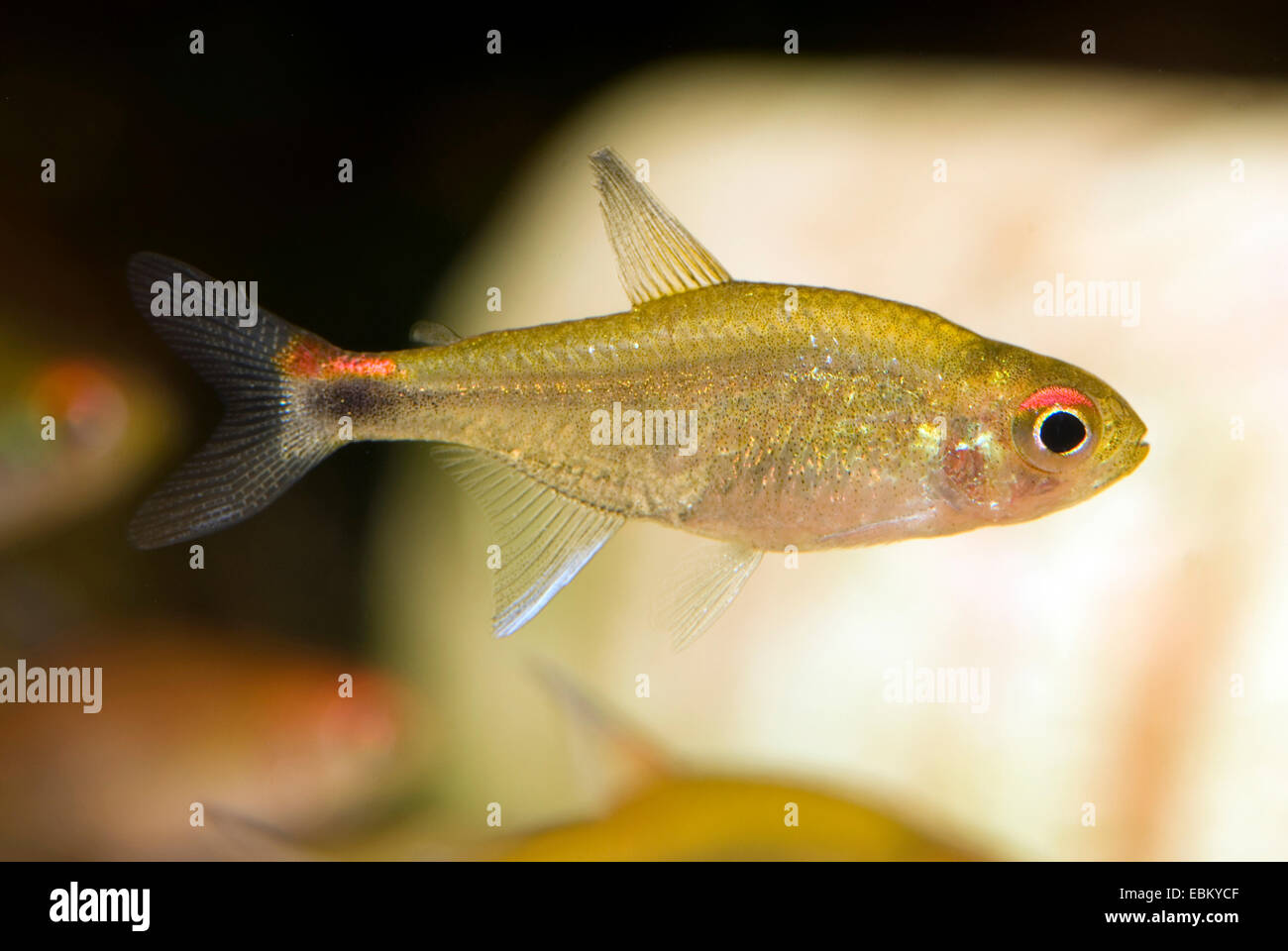 Ruby Tetra (Axelrodia riesei), swimming Stock Photo Alamy