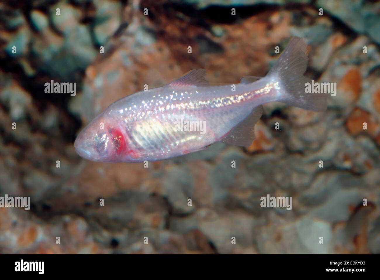 Blind cave tetra, Blind cavefish (Astyanax jordani), swimming Stock Photo