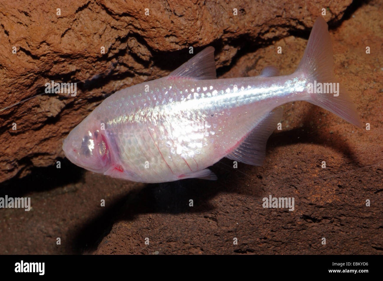 Blind cave tetra, Blind cavefish (Astyanax jordani), swimming Stock Photo