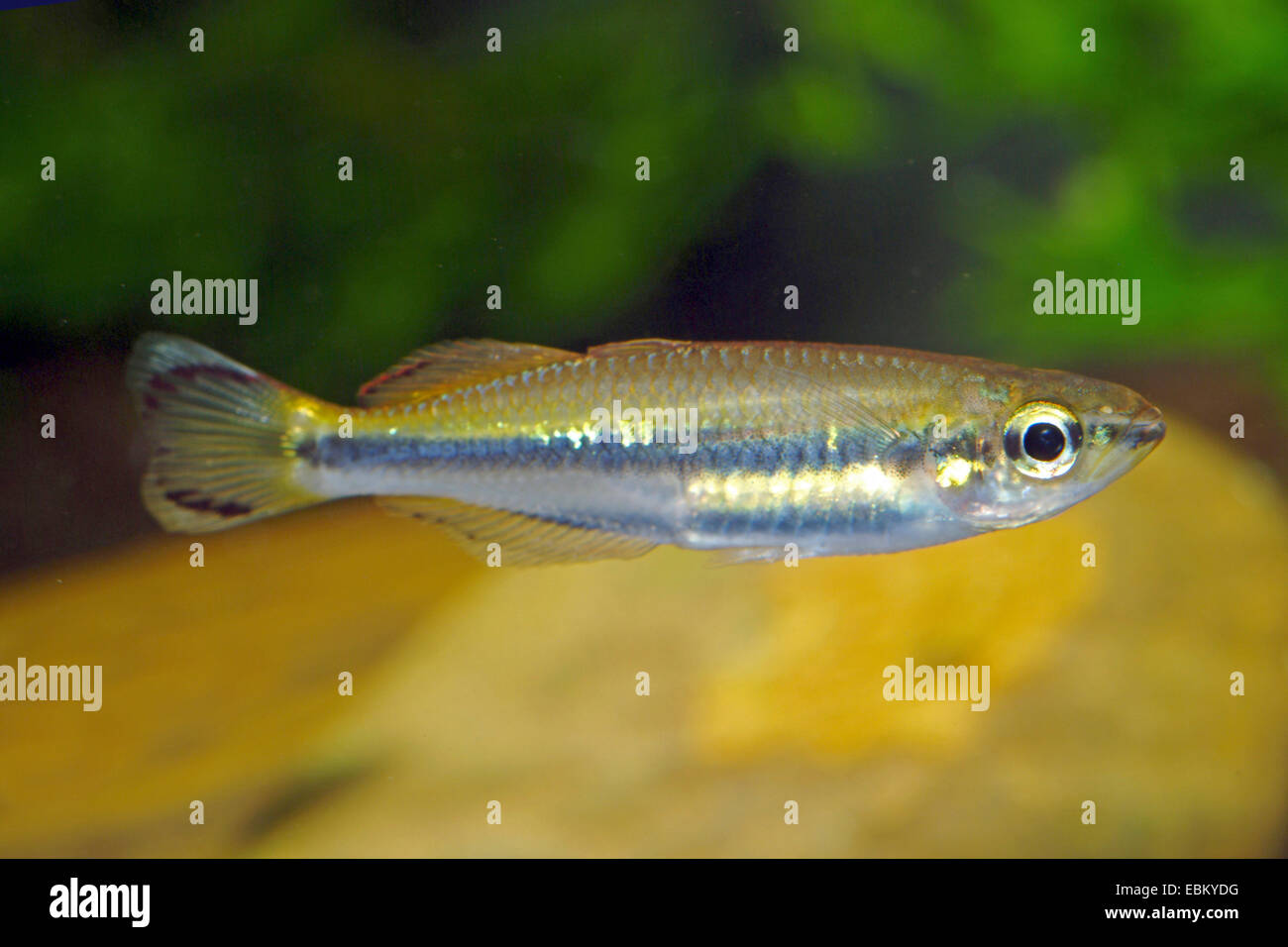 Madagascar rainbowfish, Madagassian Silverside (Bedotia cf. geayi), swimming Stock Photo