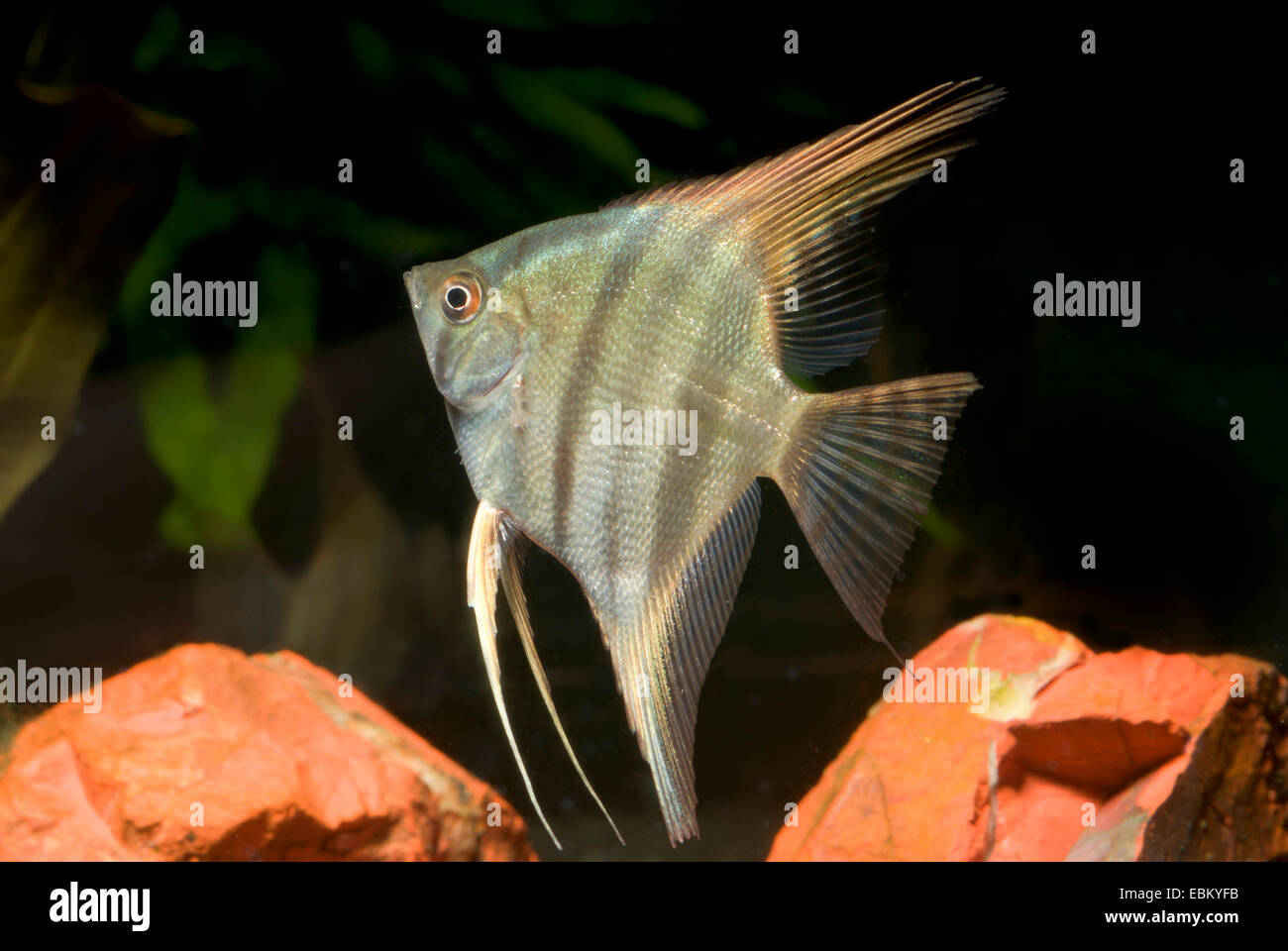 freshwater angelfish, longfin angel fish, black angelfish, scalare (Pterophyllum scalare), wild form Stock Photo
