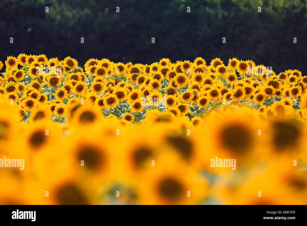 common sunflower (Helianthus annuus), sunflower field, Germany
