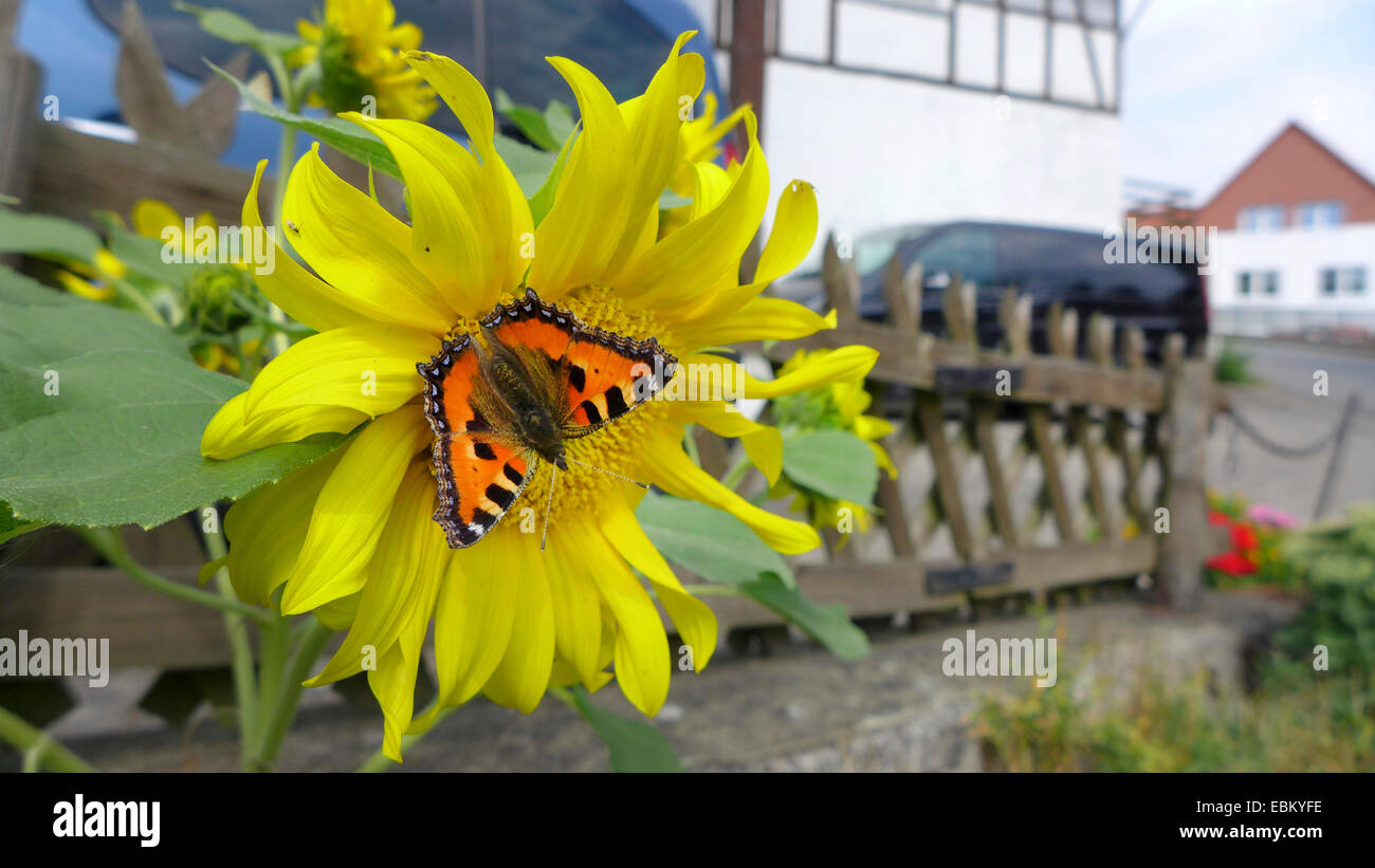 small tortoiseshell (Aglais urticae, Nymphalis urticae), on a sunflower in front garden, Germany Stock Photo