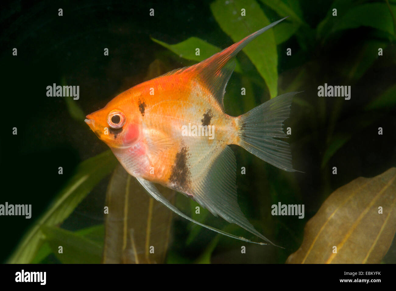 freshwater angelfish, longfin angel fish, black angelfish, scalare (Pterophyllum scalare), breed red devil Stock Photo