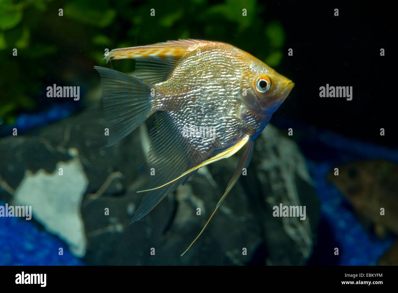 freshwater angelfish, longfin angel fish, black angelfish, scalare (Pterophyllum scalare), breed Redgold Diamond Stock Photo