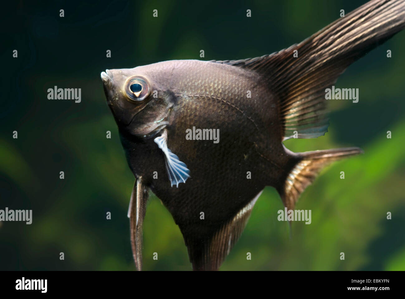 freshwater angelfish, longfin angel fish, black angelfish, scalare (Pterophyllum scalare), breeding form Smoke Stock Photo