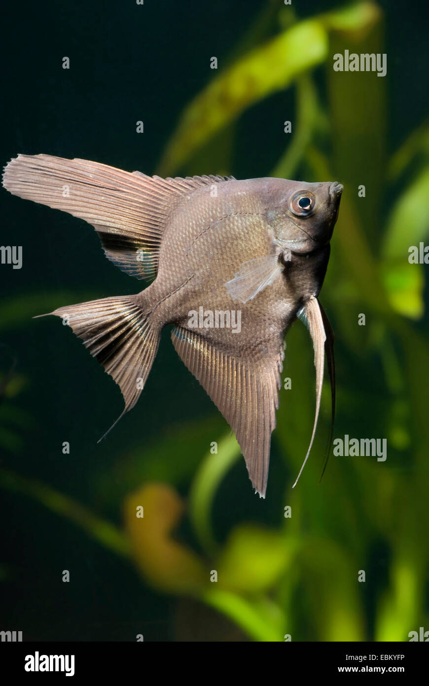freshwater angelfish, longfin angel fish, black angelfish, scalare (Pterophyllum scalare), breeding form Smoke Stock Photo