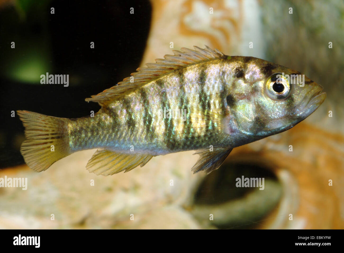 Neyerer's Haplochromis, Nyerere's Victoria-Cichlid (Pundamilia nyererei, Haplochromis nyererei), swimming Stock Photo