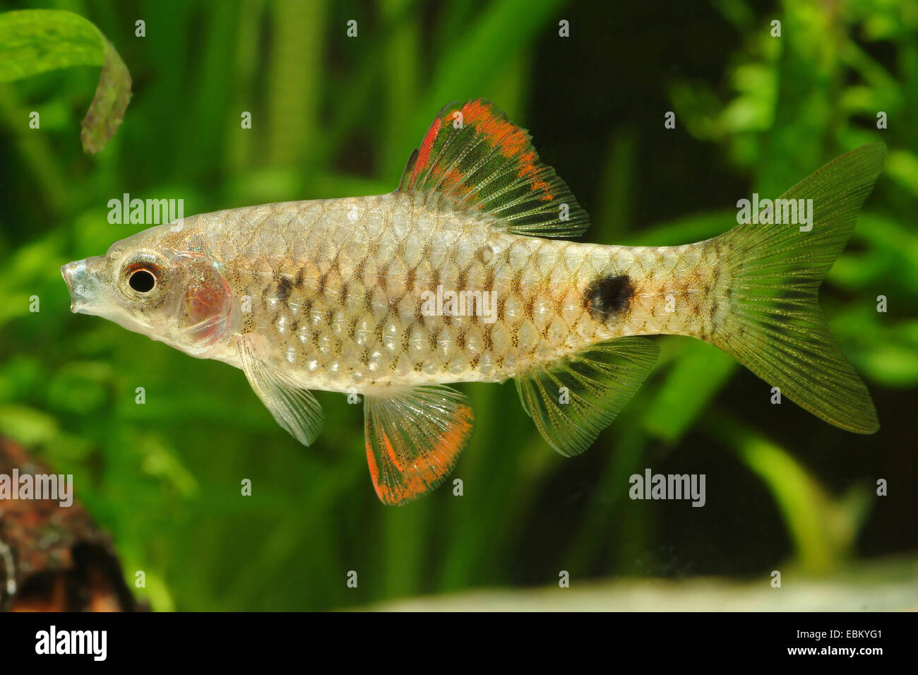 Stoliczkae's Barb, Sunspot Barb (Puntius stoliczkanus, Barbus stoliczkanus, Pethia stoliczkana), swimming Stock Photo