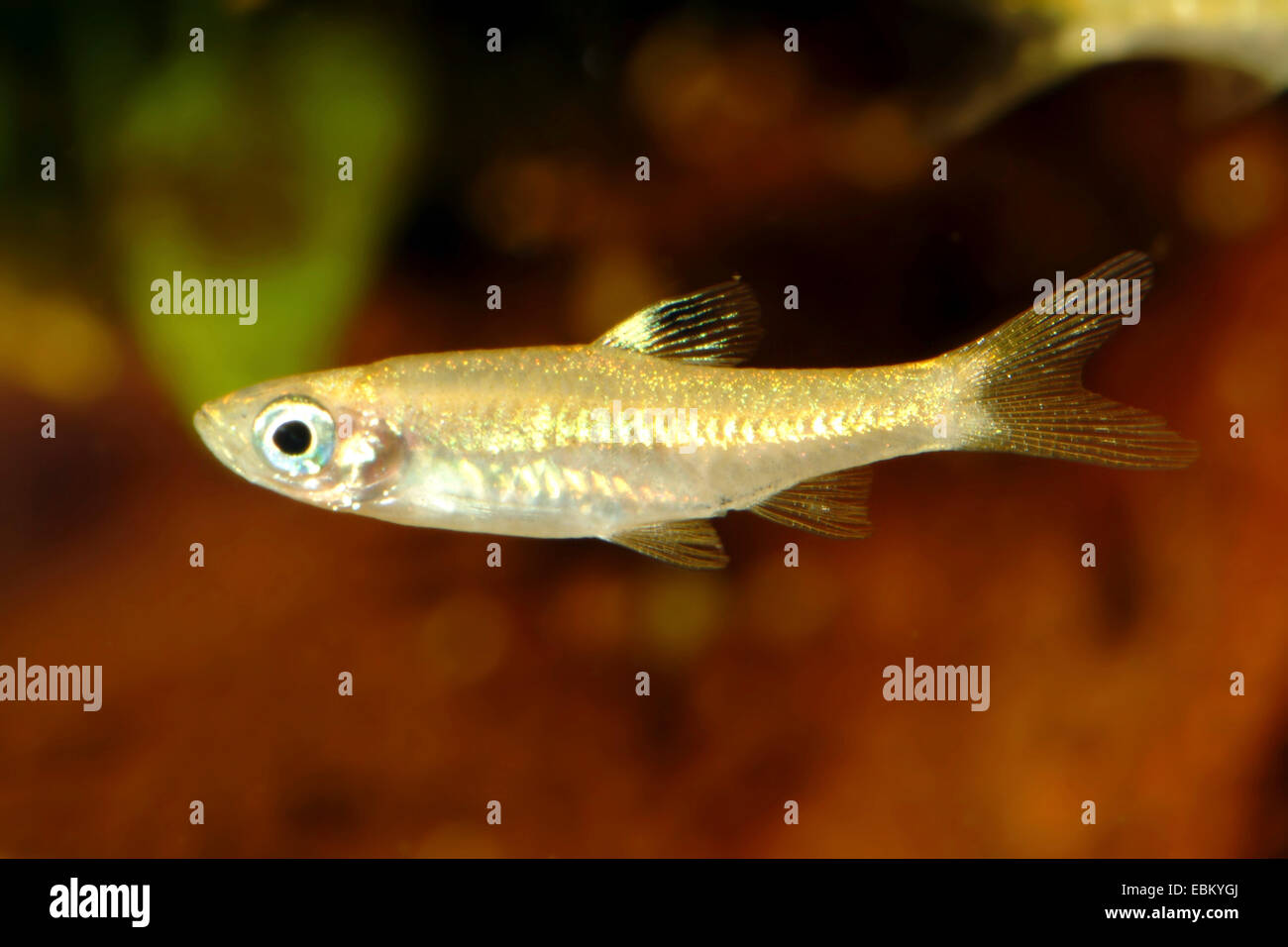 Danio (Rasbora dorsiocellata macrophthalma), swimming Stock Photo