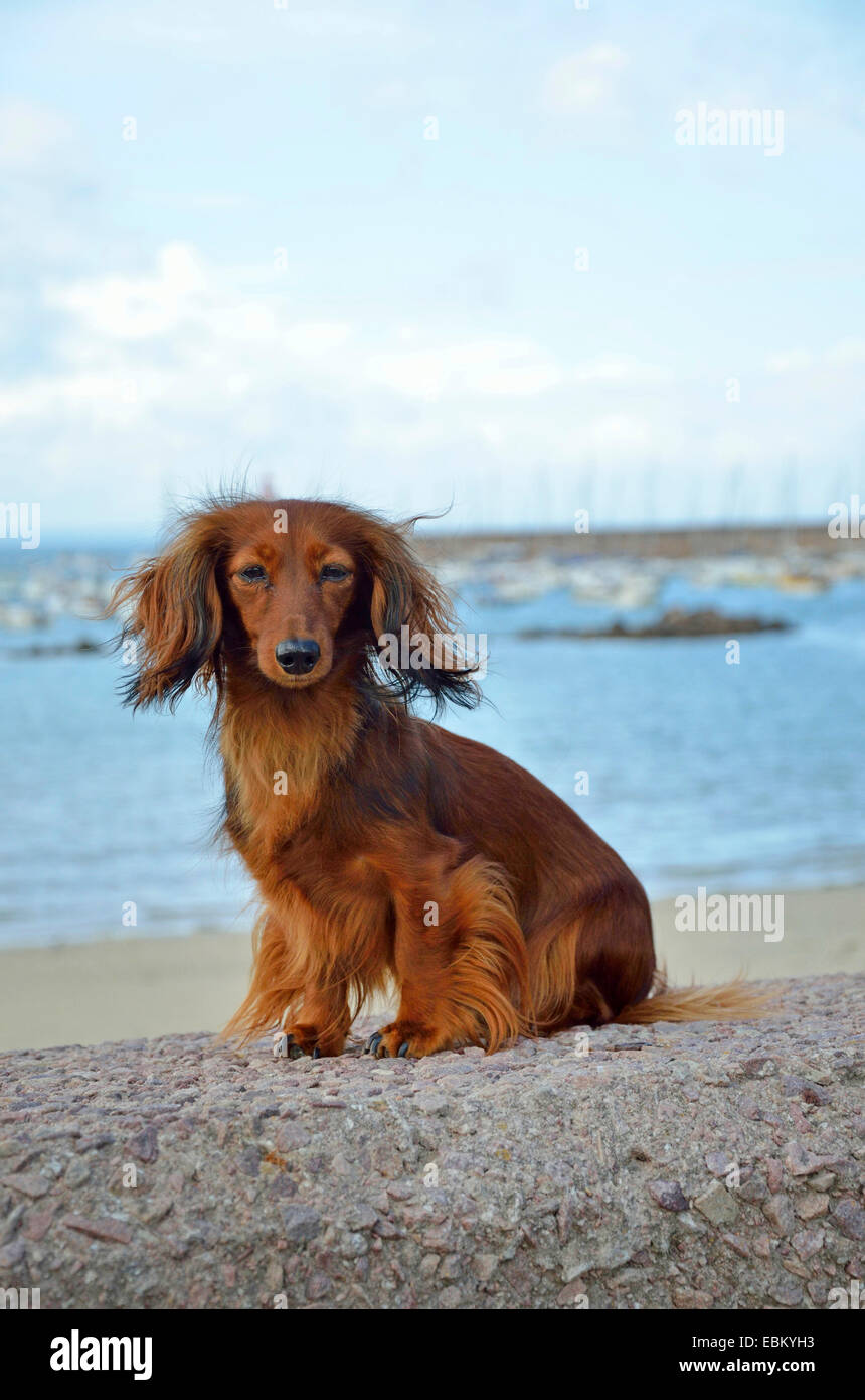 Long-haired Dachshund, Long-haired sausage dog, domestic dog (Canis lupus f. familiaris), female dog sitting on a wall at the beach, France, Brittany, Erquy Stock Photo