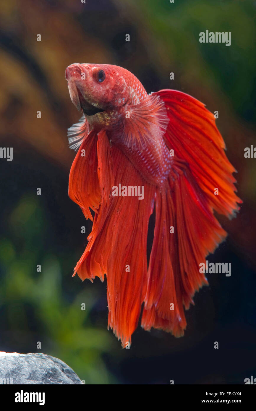 Siamese fighting fish, Siamese fighter (Betta splendens), breed Halfmoon Red Stock Photo