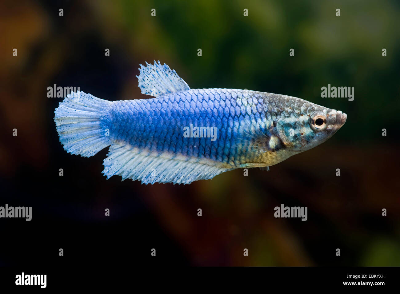 Female betta breeds 2025