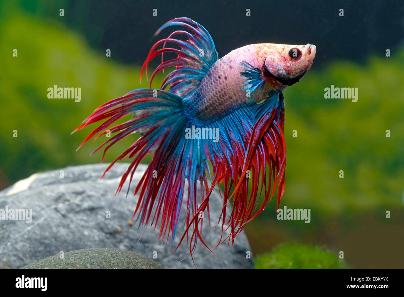 Siamese fighting fish, Siamese fighter (Betta splendens), breed Crown Tail Multicolor Stock Photo