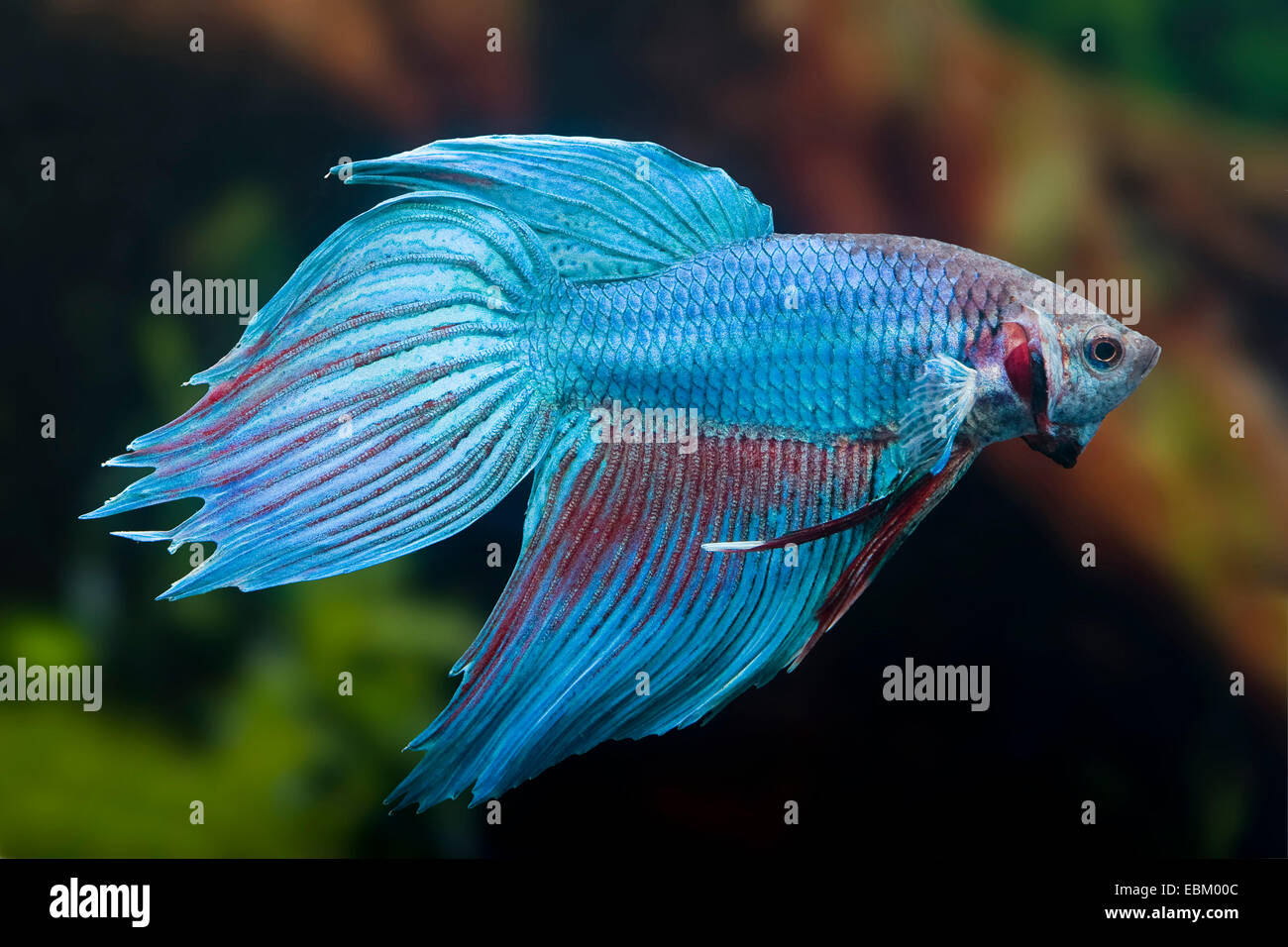 Siamese fighting fish, Siamese fighter (Betta splendens), breed Longtail turquoise Stock Photo