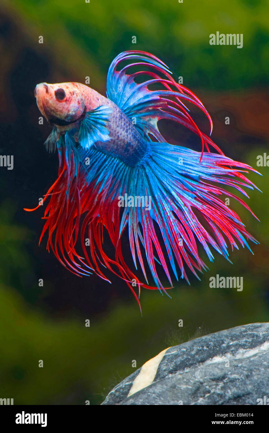 Siamese fighting fish, Siamese fighter (Betta splendens), breed Crown Tail Multicolor Stock Photo