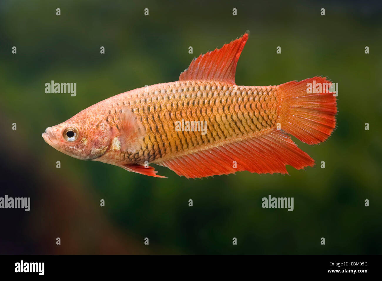 Siamese fighting fish, Siamese fighter (Betta splendens), female of the breed red Stock Photo