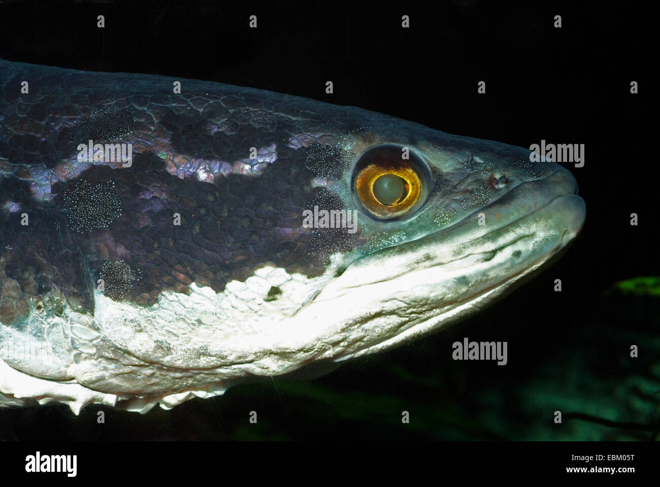 Spotted Snakehead (Channa argus argus), portrait Stock Photo