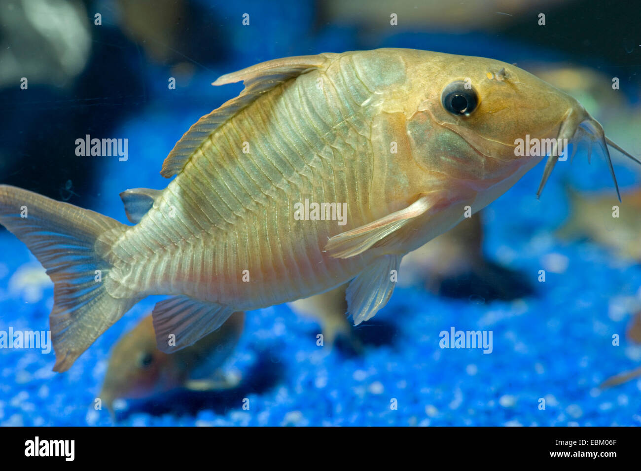 Hognosed catfish (Brochis multiradiatus), in aquarium Stock Photo