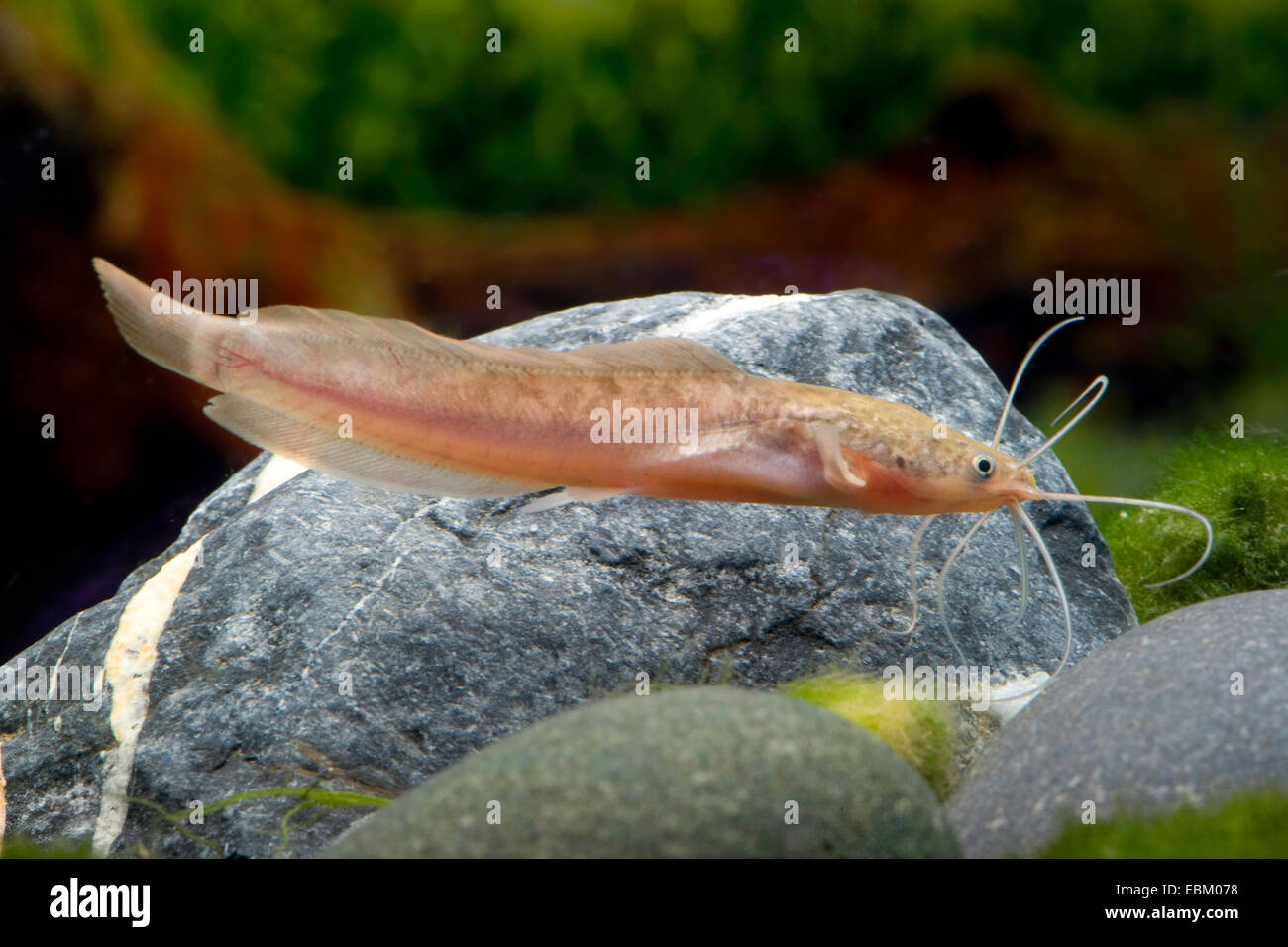 Walking catfish, Broadmouth catfish (Clarias batrachus), swimming Stock Photo