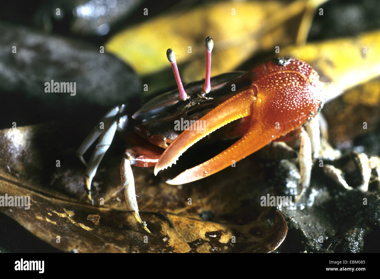 Demanding Fiddler Crab (Uca demandi), front view Stock Photo