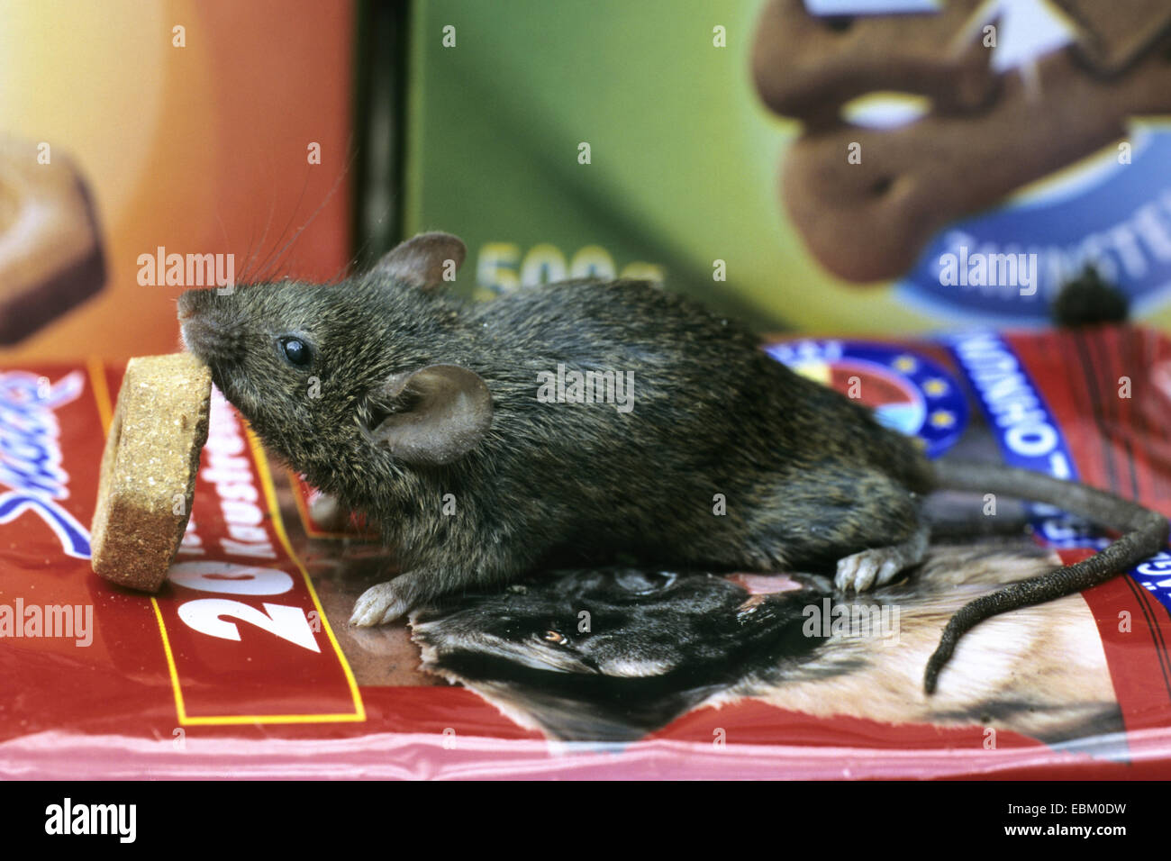 house mouse (Mus musculus), searching food in store room Stock Photo