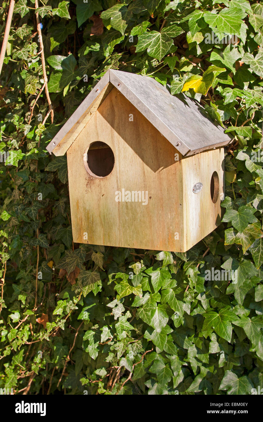 European red squirrel, Eurasian red squirrel (Sciurus vulgaris), nest box for squirrels, Germany Stock Photo