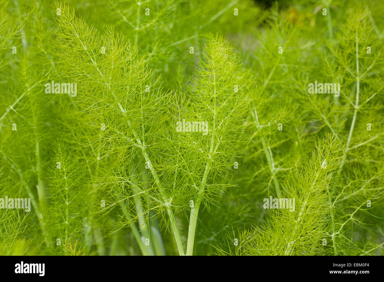 sweet fennel (Foeniculum vulgare, foeniculum), leaves Stock