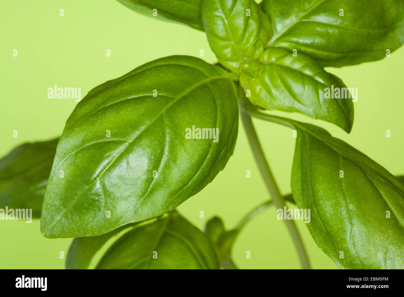 Sweet basil leaves hires stock photography and images Alamy