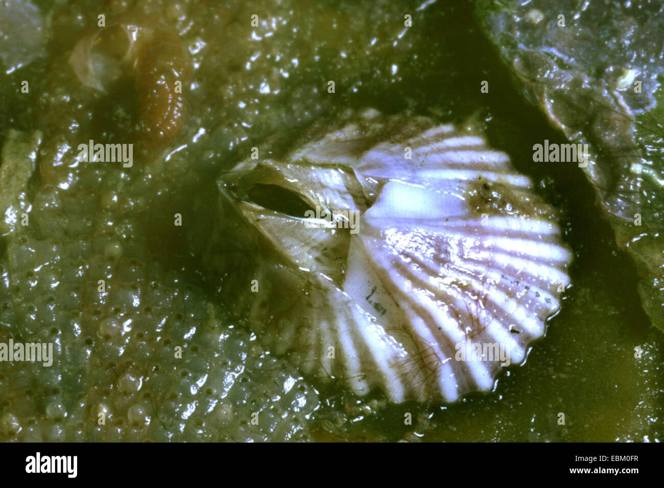 giant Chilean barnacle (Megabalanus tintinnabulum, Balanus tintinnabulum), closeup Stock Photo