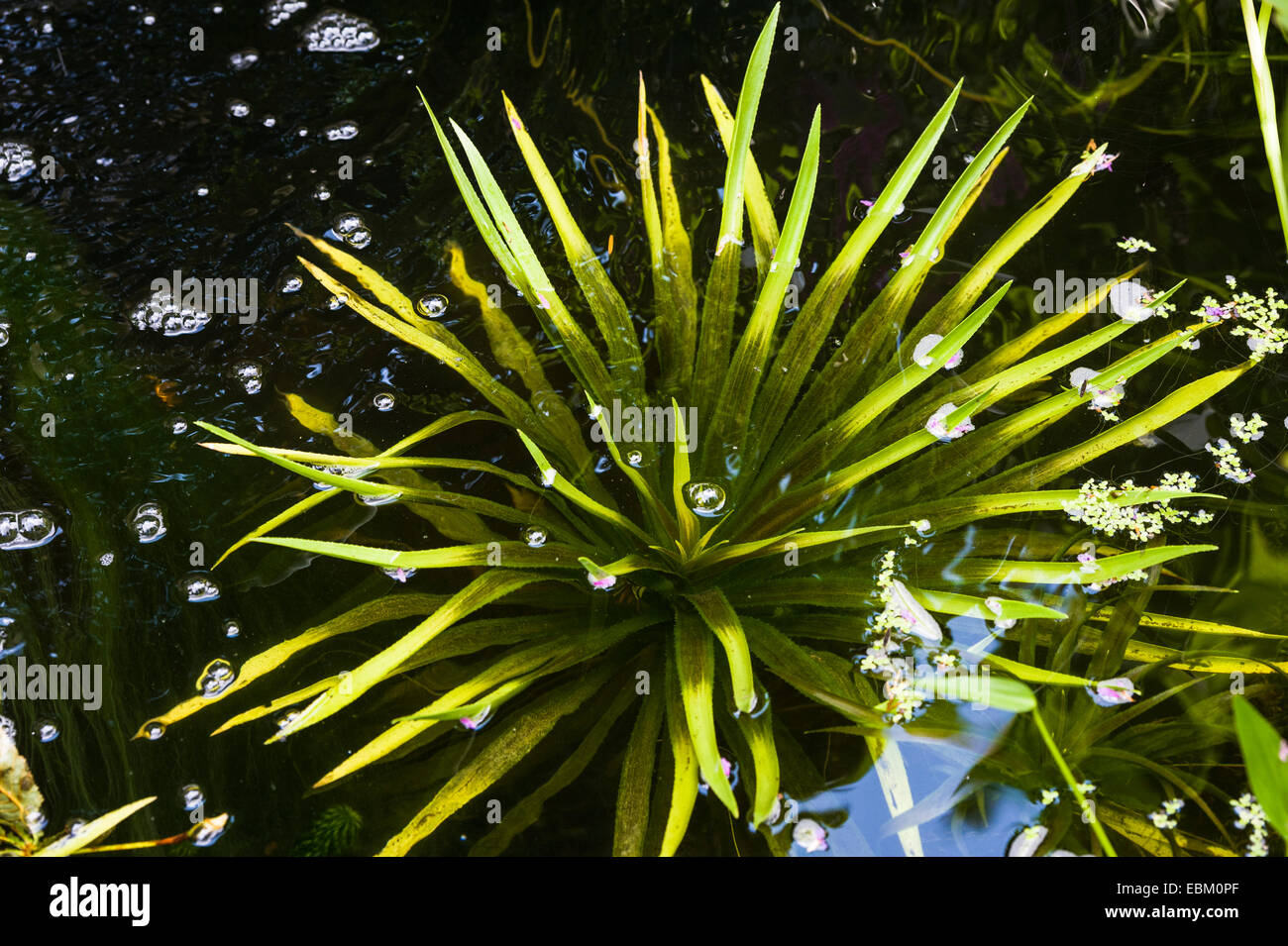 Stratiotes aloides, Water Soldier, Water Aloe. Stock Photo