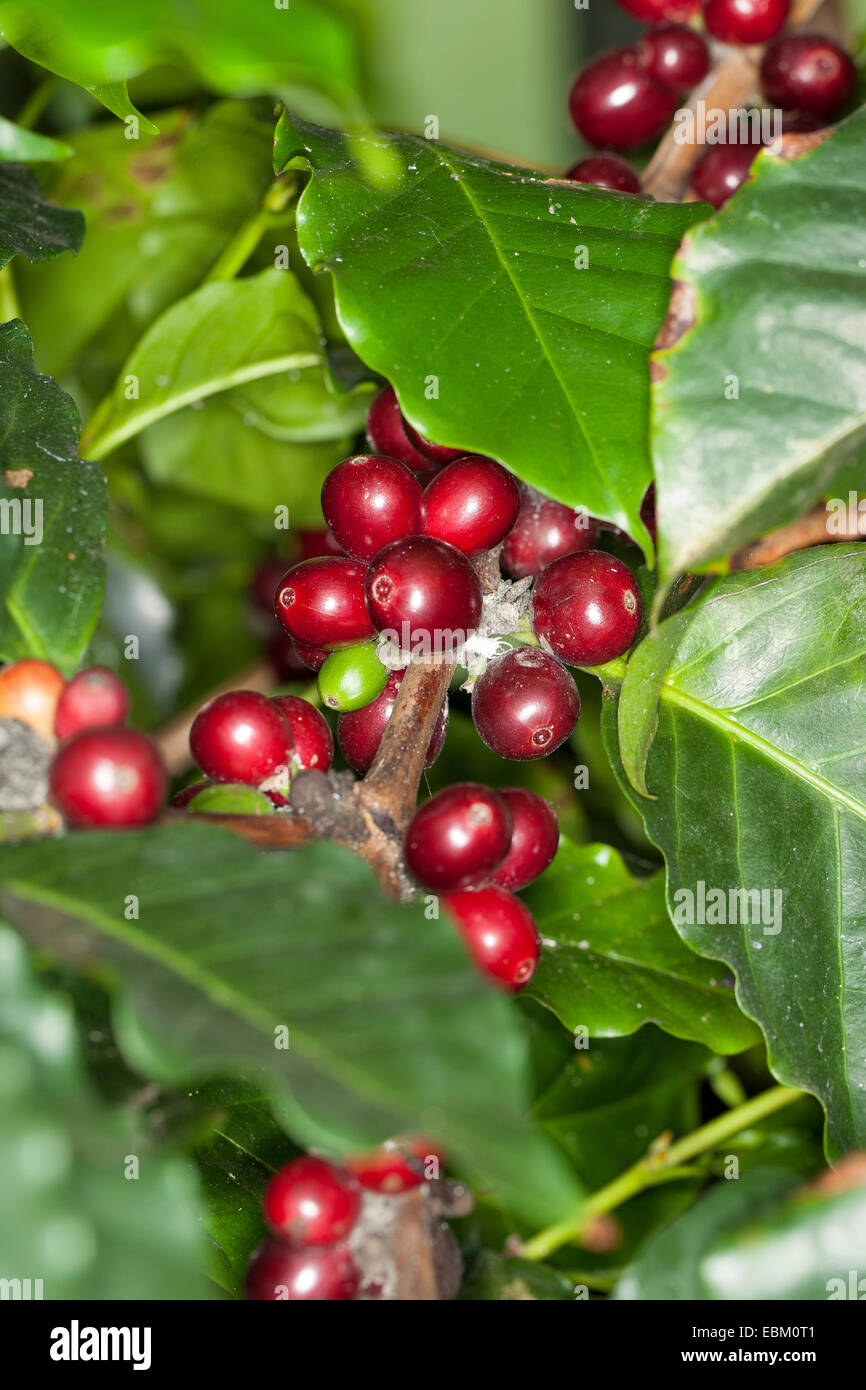 Arabian coffee (Coffea arabica), coffee cherries on a twig Stock Photo
