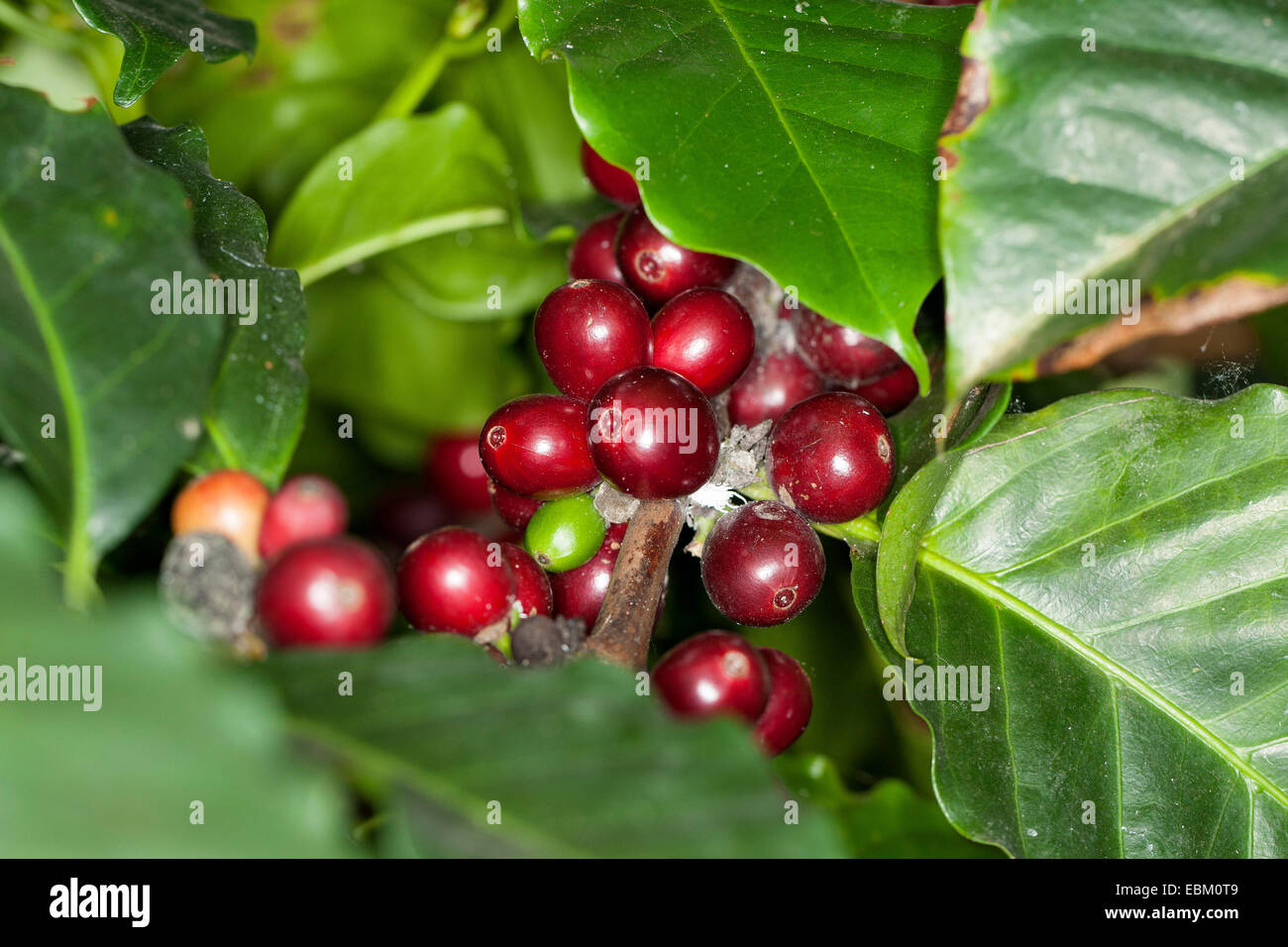 Arabian coffee (Coffea arabica), coffee cherries on a twig Stock Photo