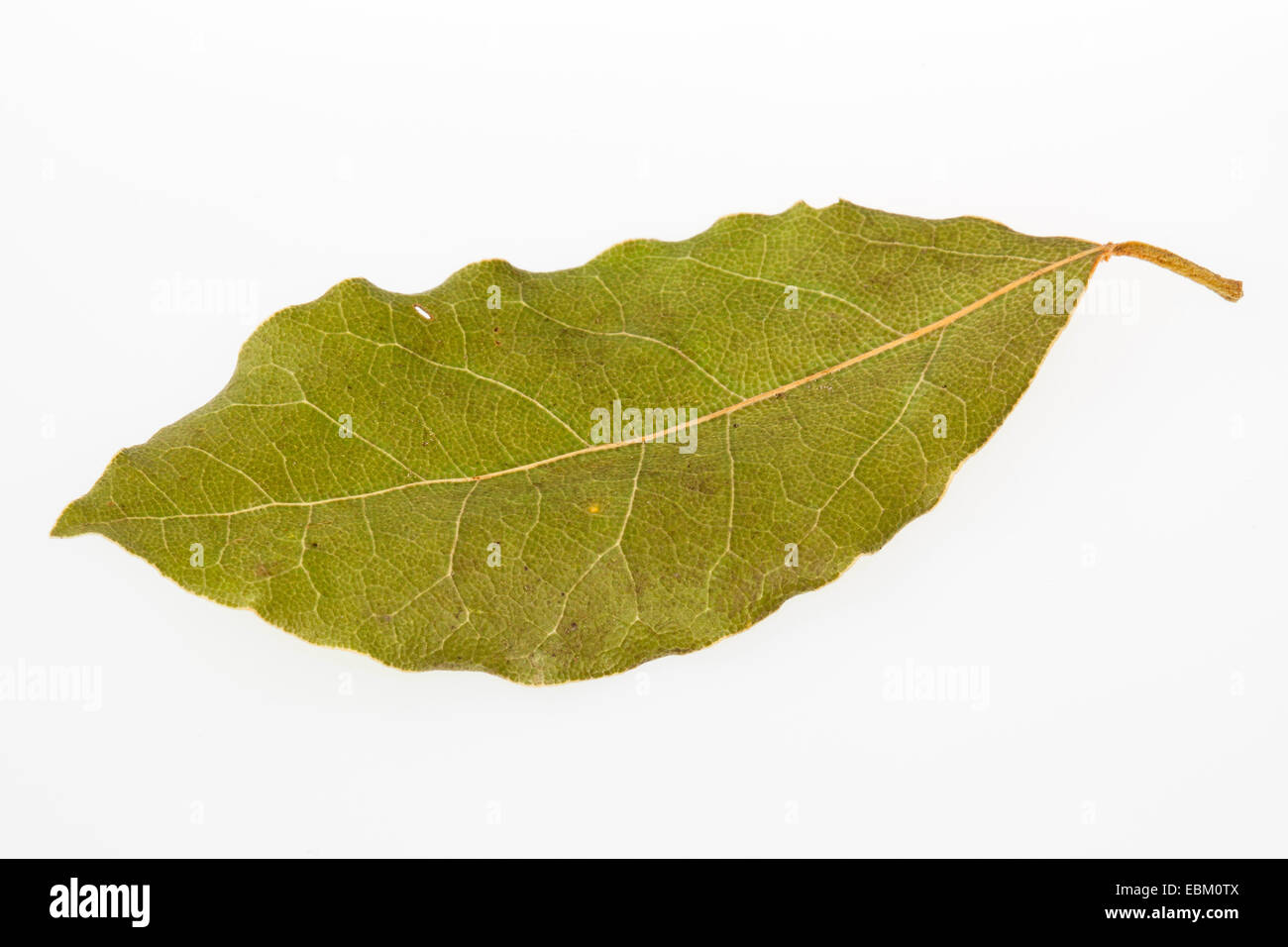 sweet bay laurel, bay tree, sweet bay (Laurus nobilis), dried leaf of sweet bay Stock Photo
