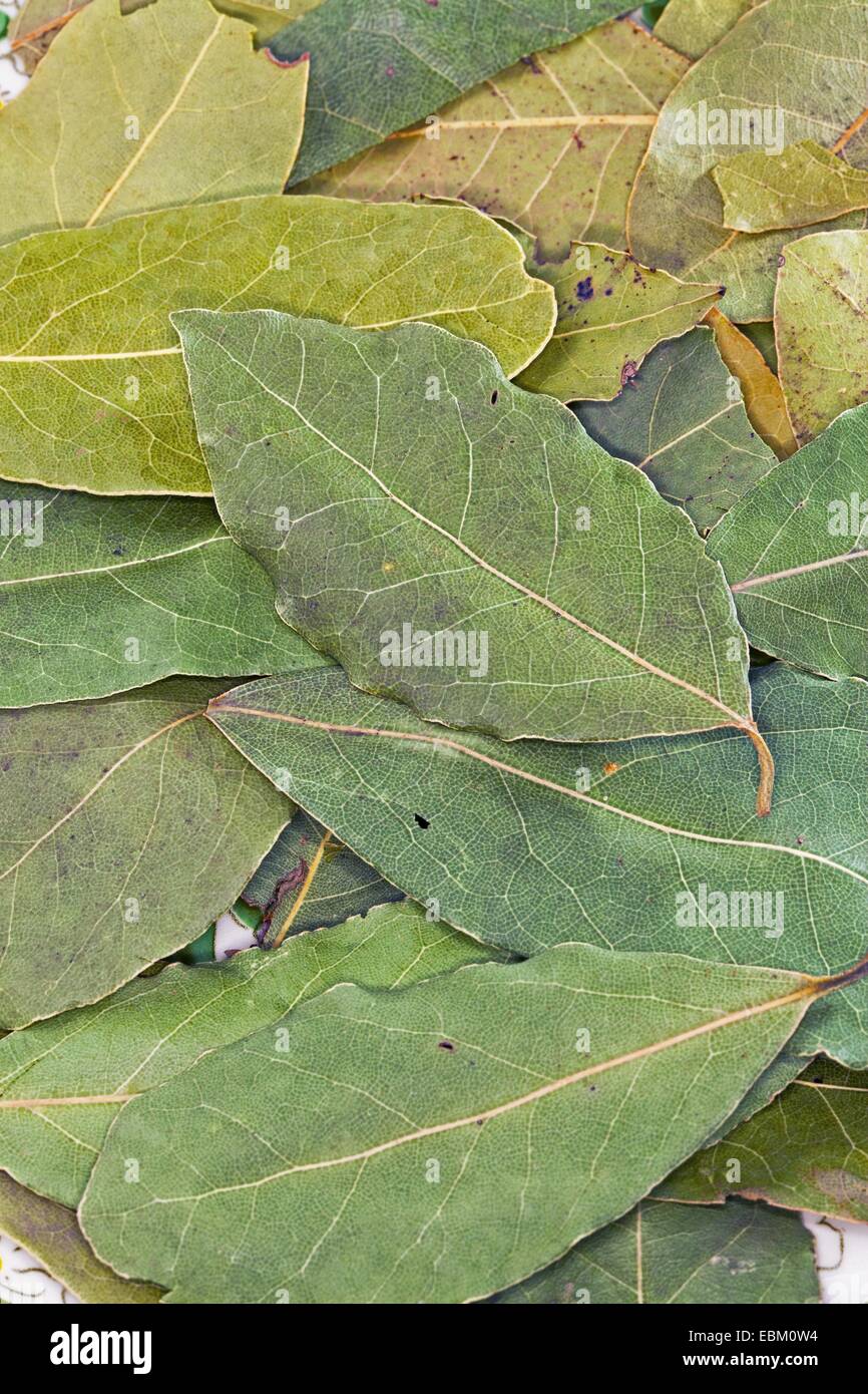 sweet bay laurel, bay tree, sweet bay (Laurus nobilis), dried leaves of a sweet bay Stock Photo