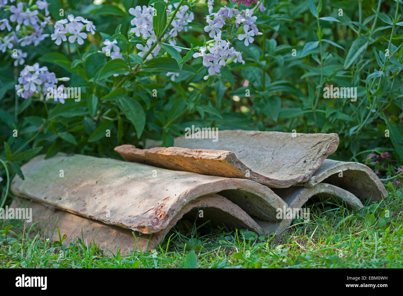 old roofing tiles in garden serve with their cavities as shelter for animals , Germany Stock Photo