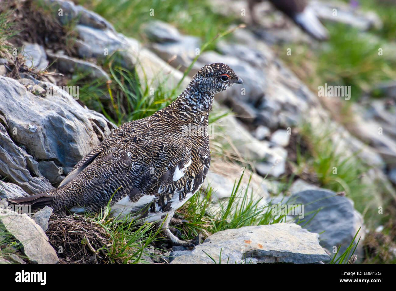 Rock ptarmigan, Snow chicken (Lagopus mutus), female sitting between stones, Switzerland, Alpstein, Saentis Stock Photo