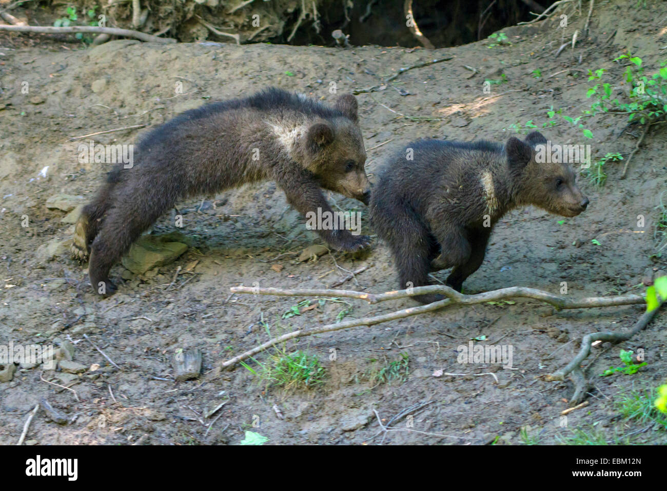 brown bear (Ursus arctos), two playing young brown bears Stock Photo