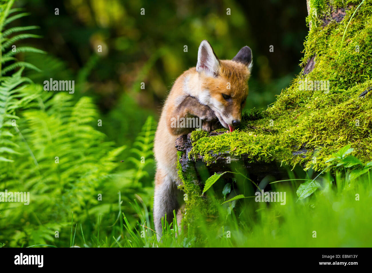 red fox (Vulpes vulpes), fox kit licking at a mossy root, Switzerland, Sankt Gallen Stock Photo