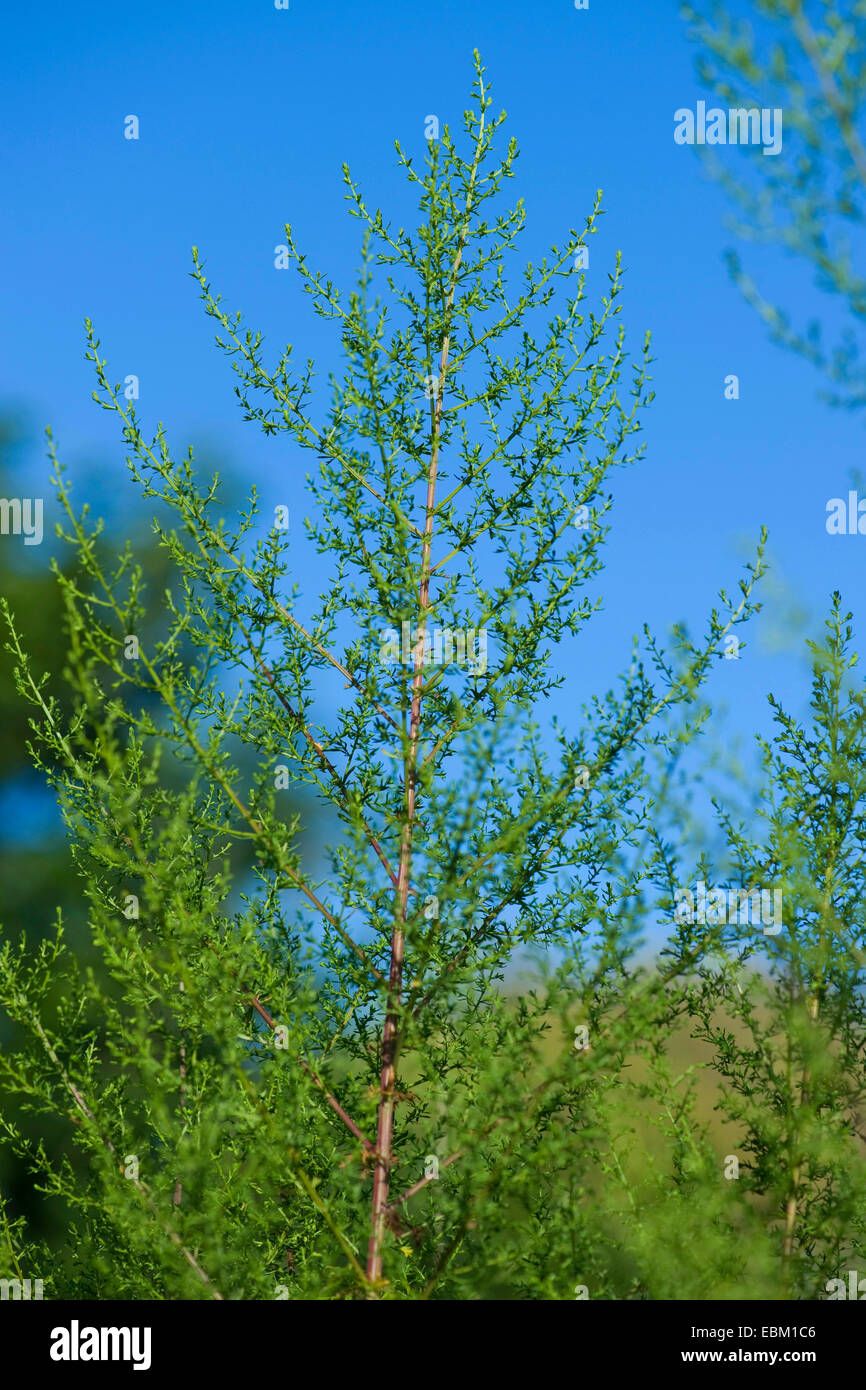 Artemisia Annua High Resolution Stock Photography And Images Alamy