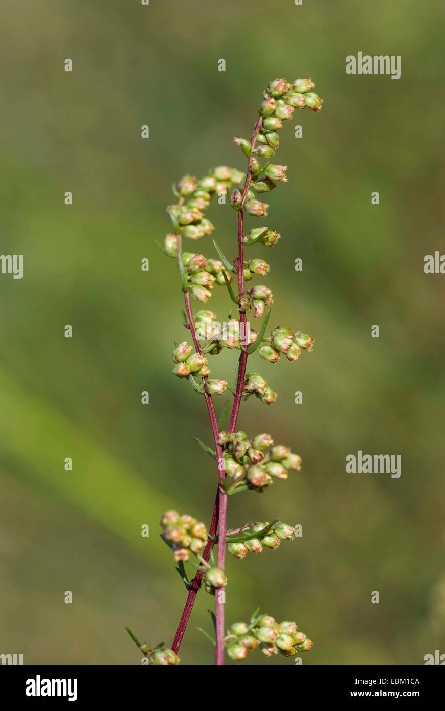 field southernwood (Artemisia campestris), flowers, Germany Stock Photo